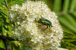A golden beetle (Cetonia aurata) eating nectar in a flower on an elder bush (Sambucus nigra)