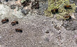 Lichens (Aspicilia cinerea) and ants on a rock outcrop