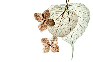 Wall Mural - leaves with veins and cells - macro photography