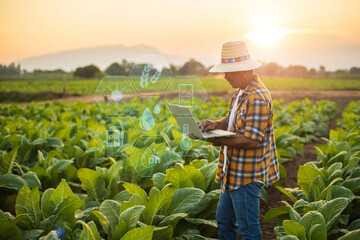 Wall Mural - Farmer working in the field of tobacco tree and using laptop to find an infomation to take care or checking on tobacco plant after planting. Technology for agriculture Concept