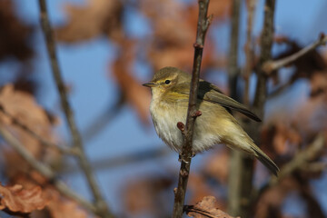 Poster - A Chiffchaff, Phylloscopus collybita, perched on a branch of a tree in winter.