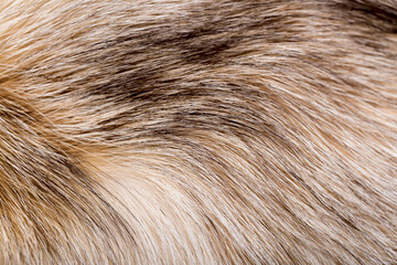 Wall Mural - animal fur close up. background of gray sable and red fox or chinchilla wool, pile fur texture.