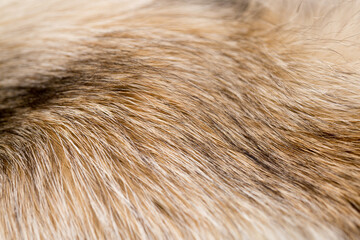 Wall Mural - animal fur close up. background of gray sable and red fox or chinchilla wool, pile fur texture.