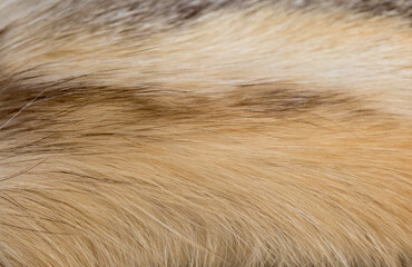 Wall Mural - animal fur close up. background of gray sable and red fox or chinchilla wool, pile fur texture.