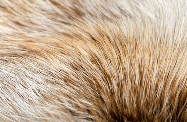 Wall Mural - animal fur close up. background of gray sable and red fox or chinchilla wool, pile fur texture.
