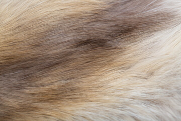 Wall Mural - animal fur close up. background of gray sable and red fox or chinchilla wool, pile fur texture.