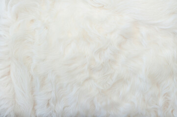 Wall Mural - white animal fur. weasel or cat hair. fur clothes, white fur coat close up.