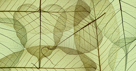 Wall Mural - leaf skeletons background