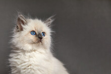 Cute White Kitten With Blue Eyes Portrait. Cat Kid Animal With Interested, Question Facial Face Expression. Small White Kitten On White Background. Long Web Banner