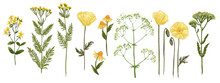Wild Flowers And Meadow Grasses. Summer Field Flowers. Botanical Illustration. Yellow Flowers, Chamomile, Poppies