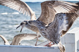 Fototapeta  - Two seagulls fight each other on the railing of the pier