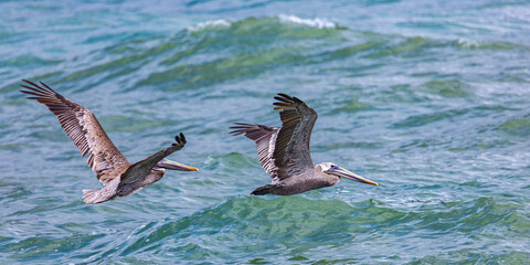 Wall Mural - two brown pelicans (Pelecanus occidentalis) flying above the sea in costa rica