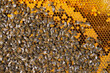 Essaim d ' abeilles qui travaillent sur une ruche en macrophotographie, on devine bien les alvéoles pleine et vides.