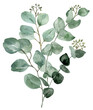 Watercolor eucalyptus bouquet illustration. Hand-painted branches of sage green eucalyptus, isolated PNG clipart on transparent background. Beautiful floral arrangement.