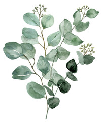 Watercolor eucalyptus bouquet illustration. Hand-painted branches of sage green eucalyptus, isolated PNG clipart on transparent background. Beautiful floral arrangement.