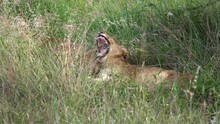 A Lioness Is Resting In Long, Green, Flowering Grass. She Yawns Widely And Rolls Onto Her Back, Resting Her Head On Another Lioness.