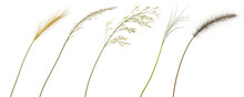 Nature Meadow Grass Flower Shapes Close Up On Transparent Backgrounds 3d Rendering Png File