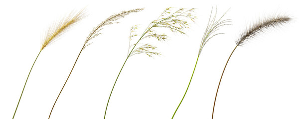 Wall Mural - nature meadow grass flower shapes close up on transparent backgrounds 3d rendering png file