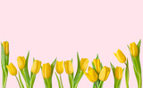 Fototapeta Tulipany - Collection of yellow tulips. Tulips on a delicate pink background. Spring flowers. Spring background. Festive background. Copy space