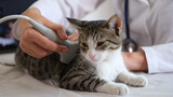 Fototapeta Koty - Cat undergoes an ultrasound in vet office.