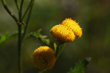 Close Up Of A Tansy Flower ( Tanacetum Vulgare ) With Yellow Blossoms In Bloom