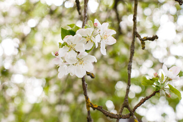 Wall Mural - apple branch of a flowering tree. tree in bloom