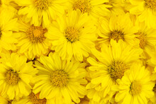 Closed Up Of Yellow Color Chrysanthemum Flower Pattern Background