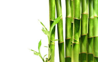  Lucky Bamboo, stems and leaves, on the right