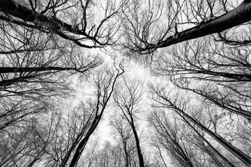 Wall Mural - Treetops of Beech (Fagus) and Oak (Quercus) trees in snowy and foggy winter forest with delicate branches in Iserlohn Sauerland Germany. Wide angle frog perspective with iced and frosted twigs.