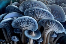 Close Up Of Cultivated Blue Oyster Mushrooms Growing In Fungi Farm