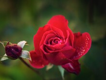 Close-up Of Red Rose