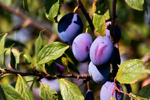 Plums In An Orchard In France In Summer. Blue And Purple Plums In The Garden, Prunus Domestica