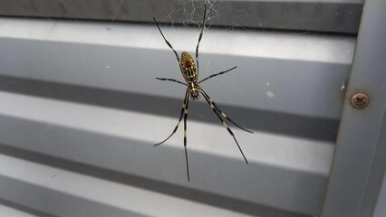 Nephilidae spider moving in the wind on metal background