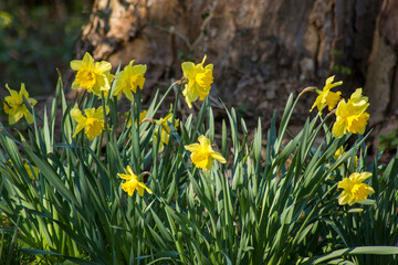 Canvas Print - the daffodil, Narcissus pseudonarcissus, yellow narcissus flowers in a park, springtime