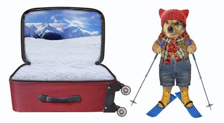 Wall Mural - Dog on skis near suitcase