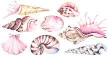 Hand Drawn Shellfish.Watercolor Painting Colorful Fossil Underwater Life Objects.Marine Animal Illustrations.For Vintage And Summer Style Postcards Or Invitations.Sea Creatures On The Beach.
