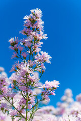 Wall Mural - flowers in the spring