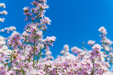 Wall Mural - flowers in spring