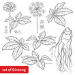 Set of outline Panax ginseng or Chinese ginseng flower, leaf, berry and root in black isolated on white background.