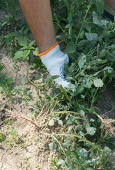 Wall Mural - A hand removes weeds in the garden. Gardening concept.