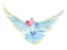 Hand Drawn Watercolor Illustration Of A Flying Dove With Heart Isolated On A White Background.