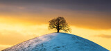Fototapeta Na ścianę - lonely tree on a hill, sunset
