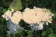 Scrambled egg slime (Fuligo septica) mushroom growing on grass