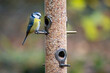 Wild birds eating from bird feeder in autumn