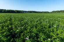 Potato Field With Green Bushes Of Flowering Potatoes