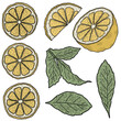 Collection of lemons and leaves. Big set of minimalistic citrus fruit, vector art