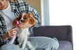 © Roman - Cute Cavalier king charles spaniel brushing teeth by woman owner, cropped redhead young female using teeth brush and cleaning dog, take care pet at home concept. indoors in cozy living room