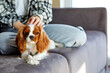 © Roman - cropped woman at home cuddling on sofa with cute pet dog. Pets, love and relax at home. unrecognizable lady in casual wear stroking purebred king spaniel dog, adorable animal with owner in cozy room