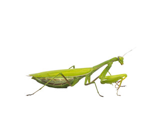 Fototapete - Green European Praying Mantis, standing side ways. Looking ahead away from camera. Isolated  cutout on transparent background.