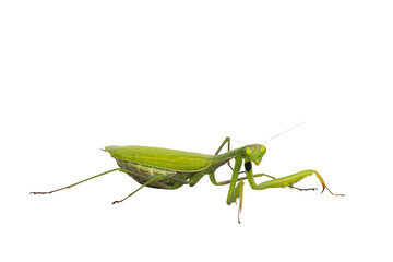 Leinwandbilder - Green European Praying Mantis, standing side ways. Looking towards camera. Isolated  cutout on transparent background.